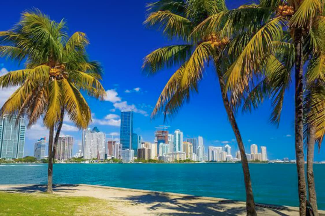 Miami skyline with palm trees